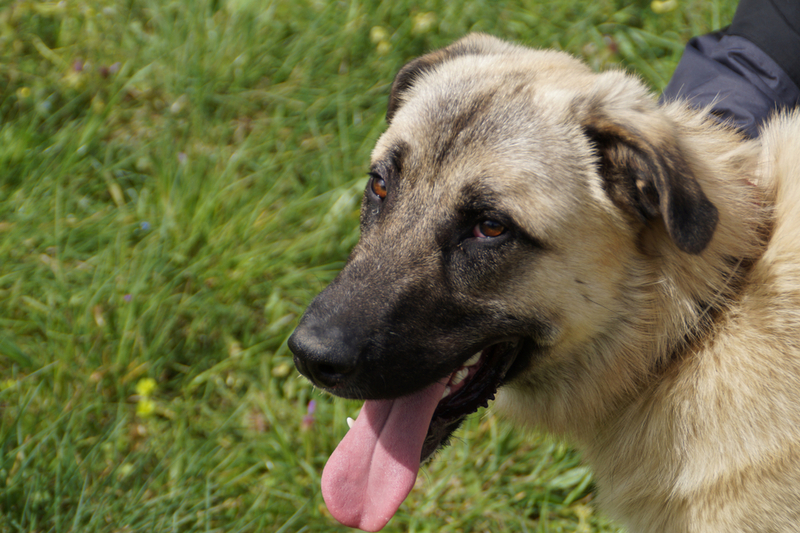 Болезни влияют на то, сколько весит кангал