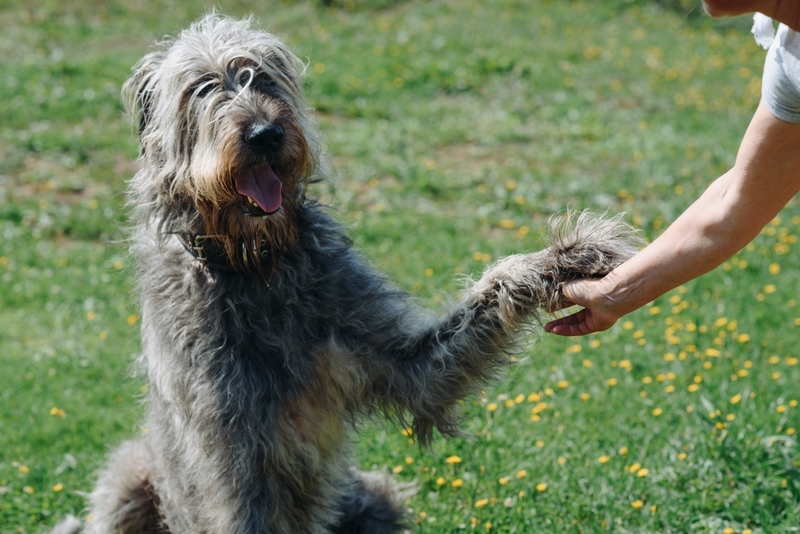Кастрация влияет на то, как долго проживет ирландский волкодав