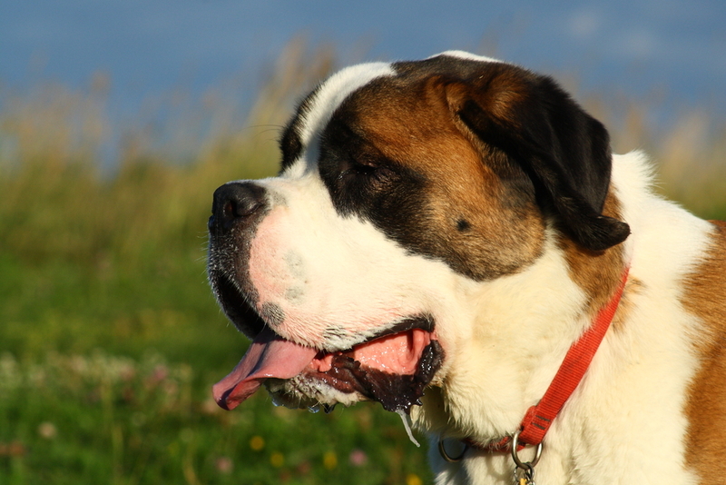 Важно контролировать, сколько весит сенбернар