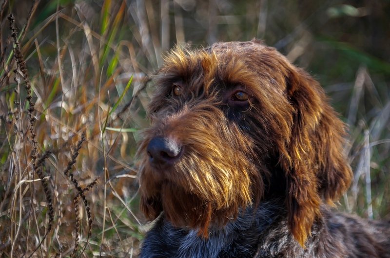 Оценить, сколько прожил дратхаар, можно по его зубам