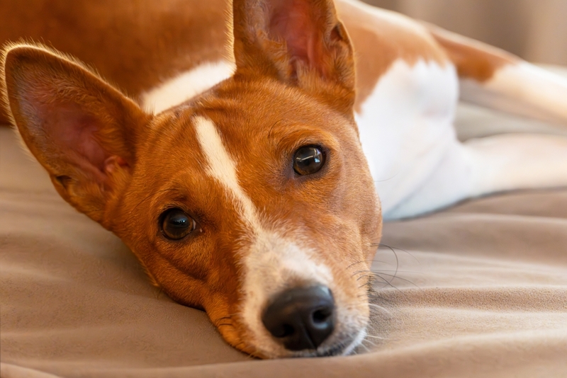 Срок жизни басенджи можно определить по шерсти