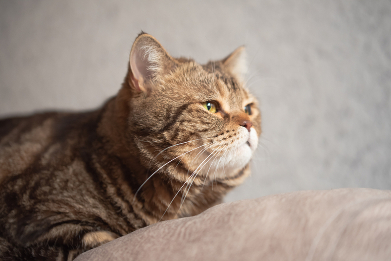 Кота с колитом нужно оградить от стресса