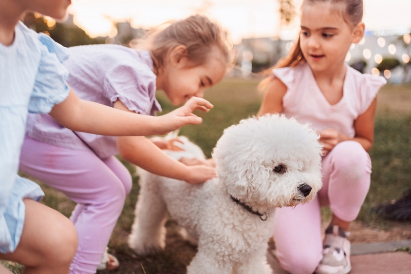 Нужно контролировать, сколько весит бишон фризе