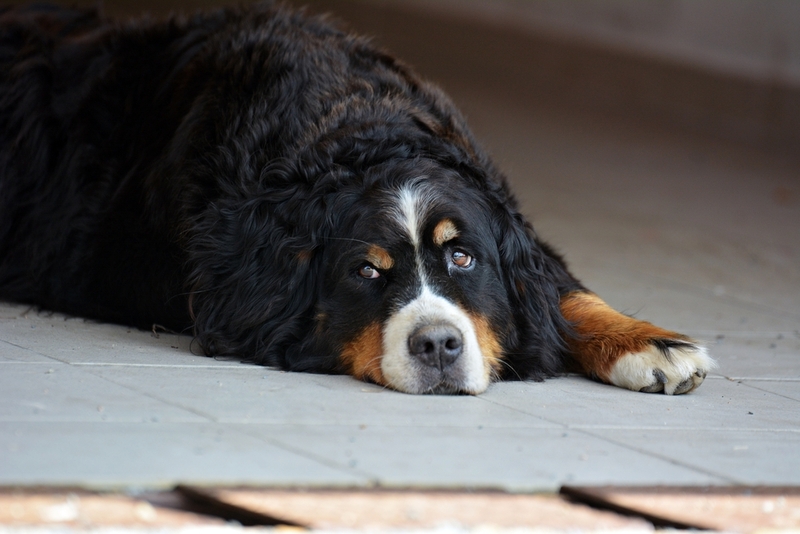 Пол не влияет на срок жизни бернского зенненхунда