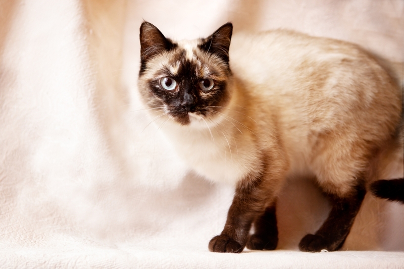 Какие имена для котов-мальчиков сиамской породы лучше?