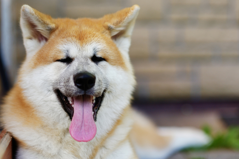 До скольких лет живут акита-ину?