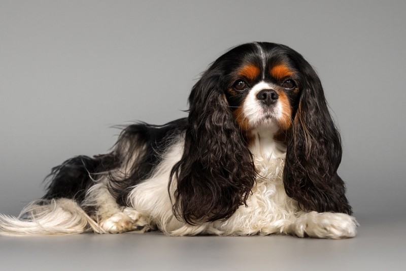 Болезнь кавалер-кинг-чарльз-спаниеля не всегда заметна сразу