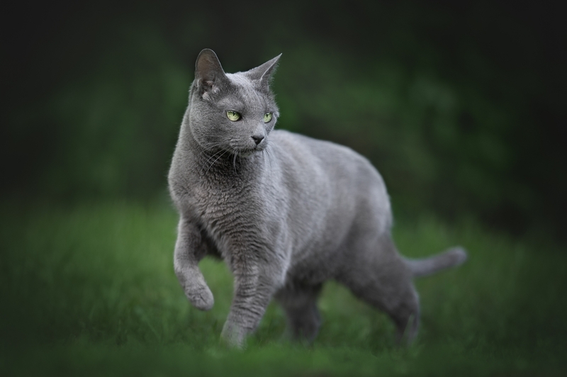 Вес русской голубой кошки увеличивается по мере роста