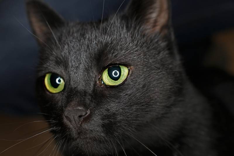 Почему ночью у кошки светятся глаза?