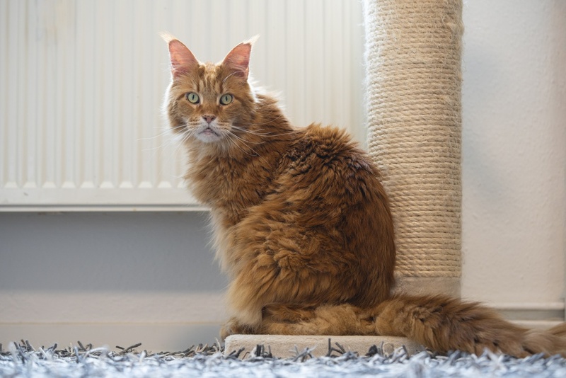 Перед вязкой мейн-кунам проводят обследование