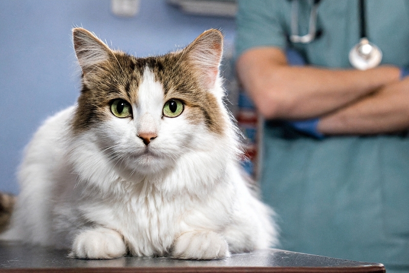 Каковы причины появления грыжи у кошки?