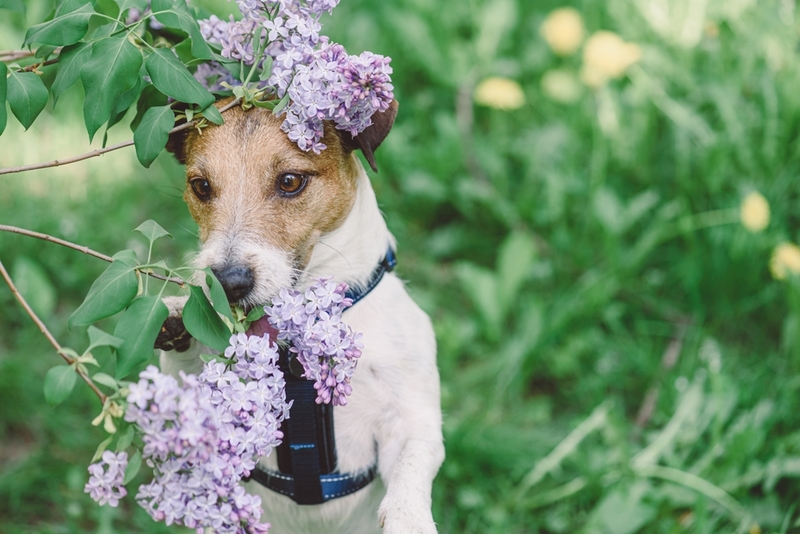 Ингаляционную аллергию у собак вызывает пыльца растений