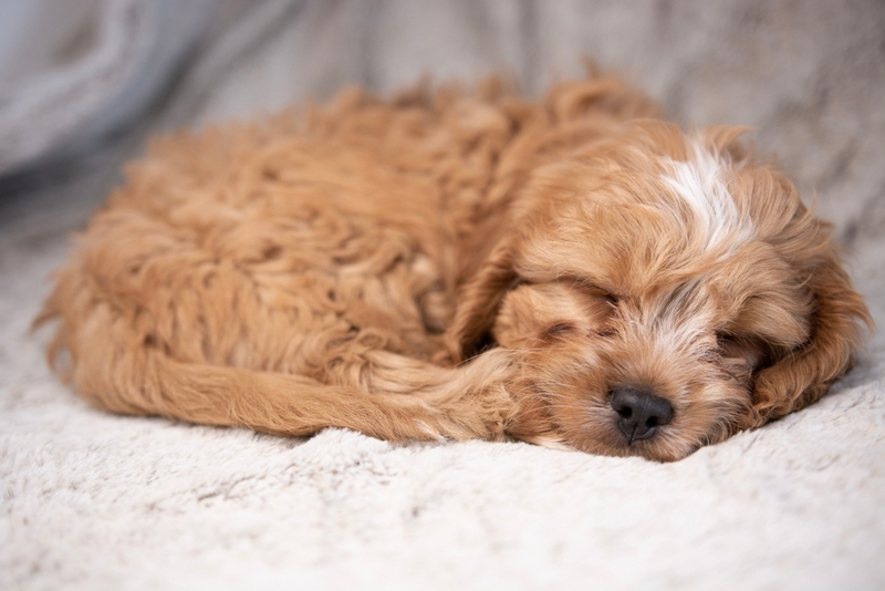 Первая течка у мальтипу говорит о половом созревании собаки