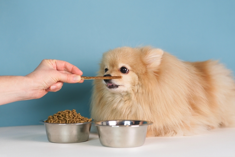 Собаке с колитом может быть назначена диета