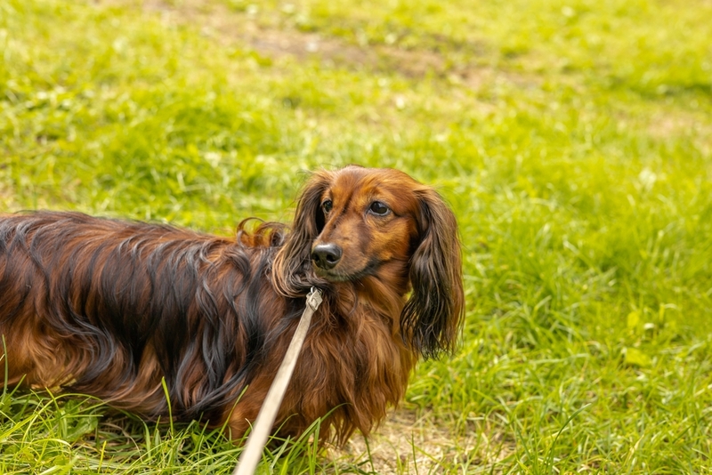 Это не злая, а добрая такса