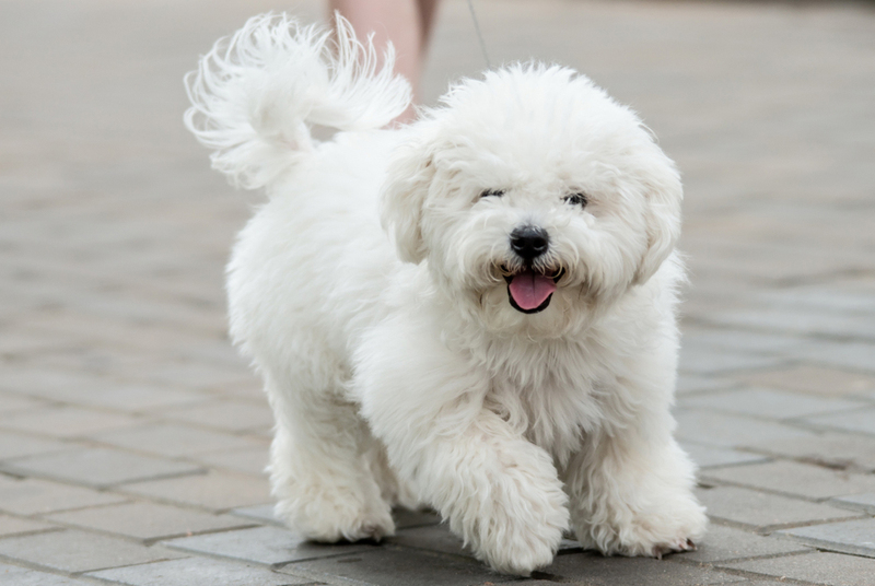 Существует ли аллергия на бишон фризе?