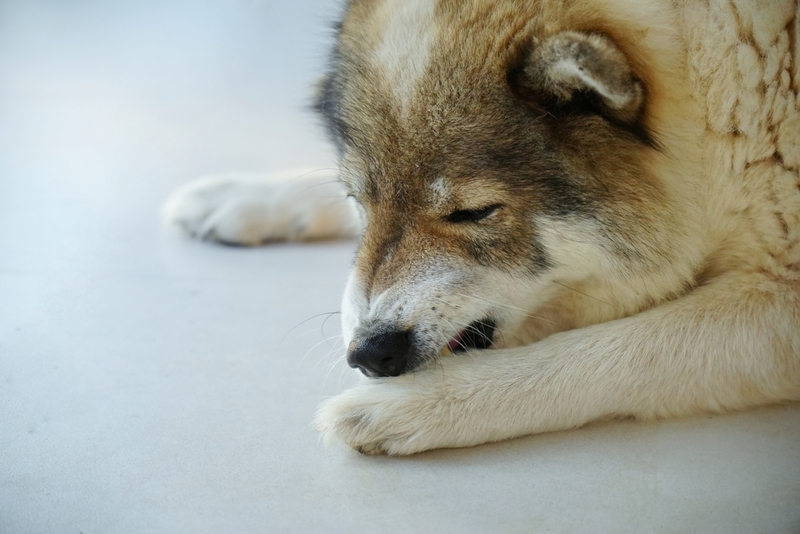 Как можно понять, что у собаки есть блохи?