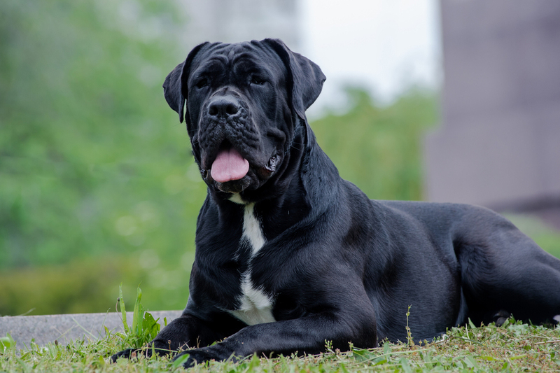 Перед вязкой кане-корсо нужно обследовать в клинике