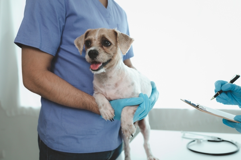 Менингит у собак считается опасной болезнью