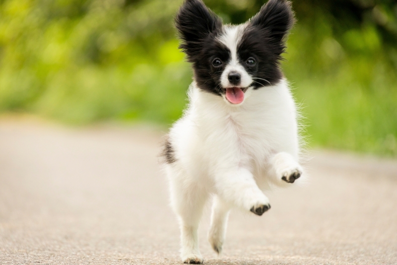 Уход влияет на то, сколько проживет папильон