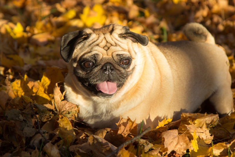 У мопсов есть болезни, считающиеся неизлечимыми