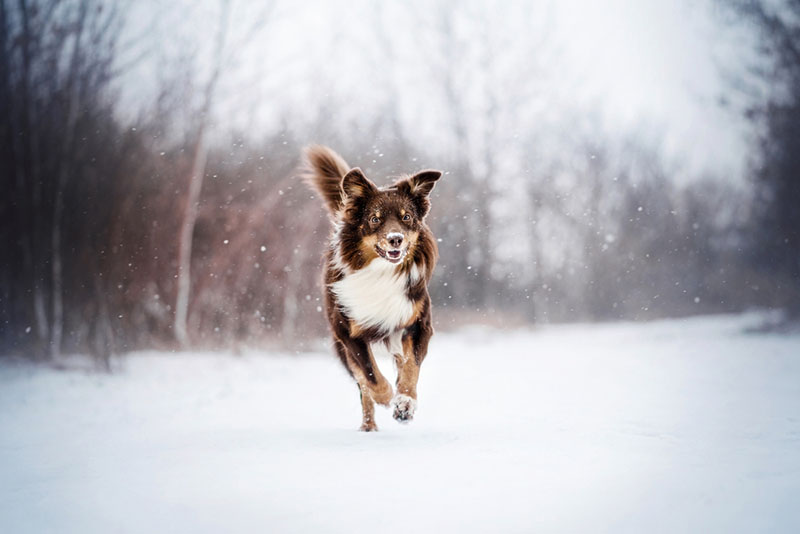 собака бежит по зимнему лесу