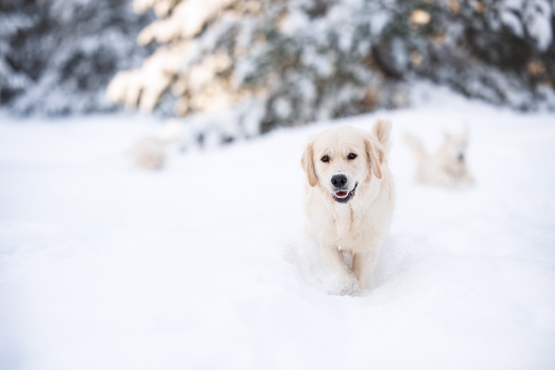 Ретривер – порода собак для новичков
