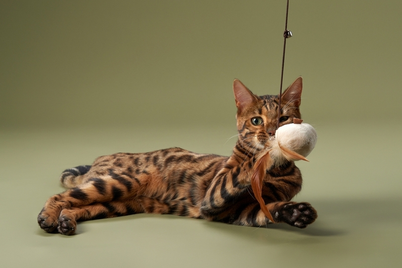 У бенгальских кошек есть неизлечимые болезни