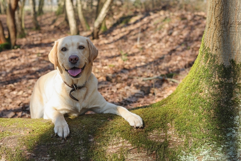 Владельцу важно знать, сколько длится течка у лабрадора