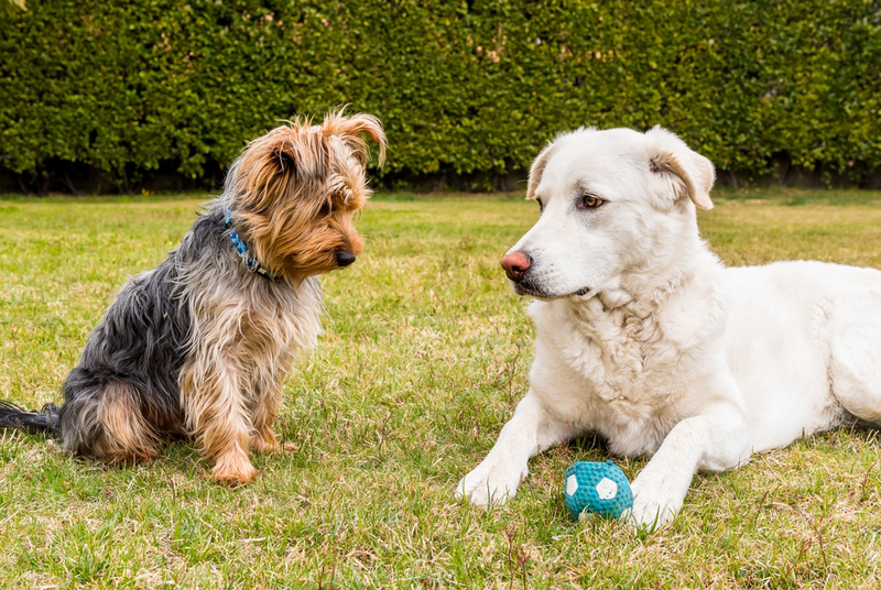 Как относятся к другим питомцам йорки размера мини и стандарт?