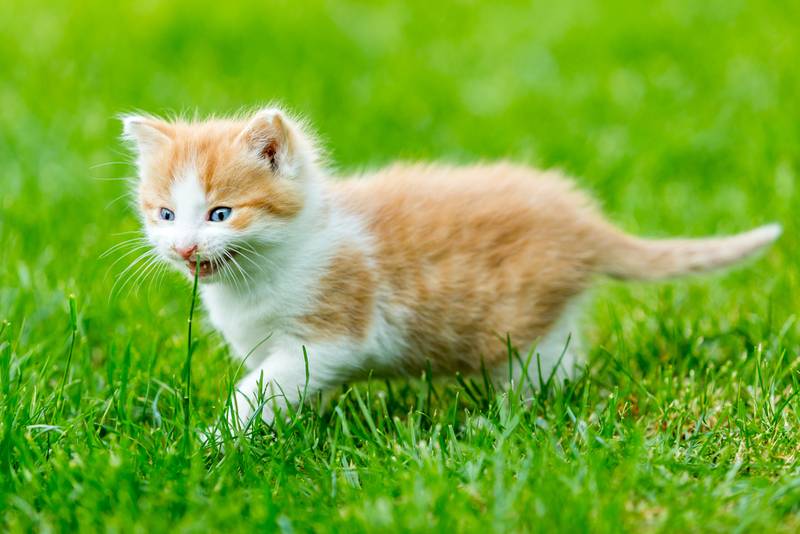 Рахит у котят и кошек: симптомы и лечение