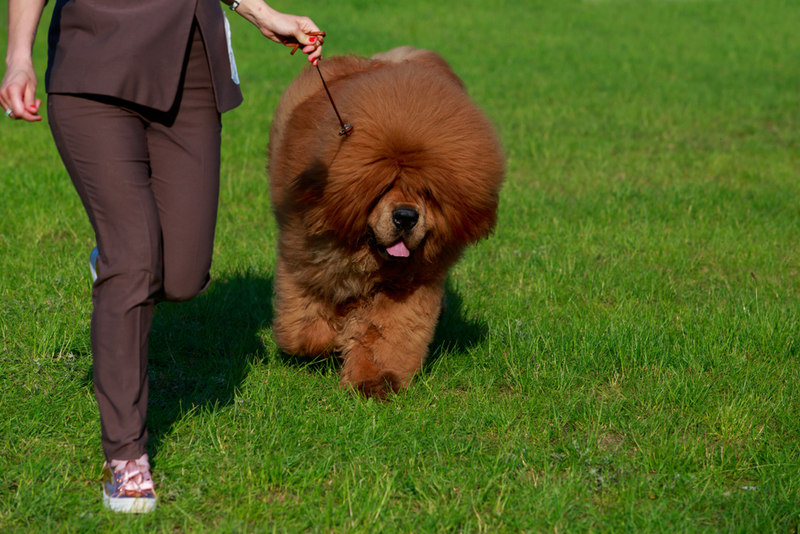 Воспитание влияет на то, сколько проживет тибетский мастиф