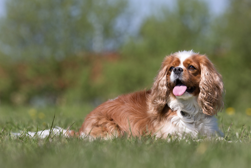 Болезнь кавалер-кинг-чарльз-спаниеля может проявляться слабостью