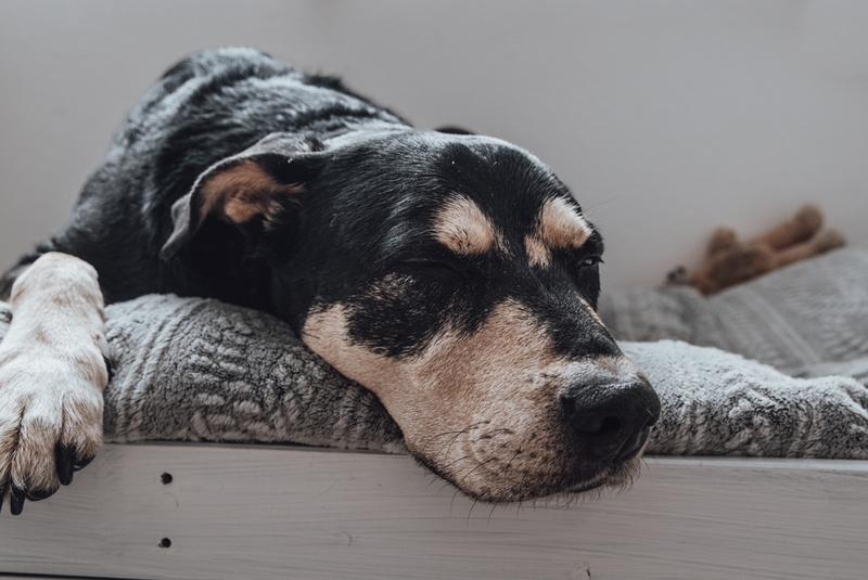 Если собака, которую укусил клещ, вялая, нужно в клинику 