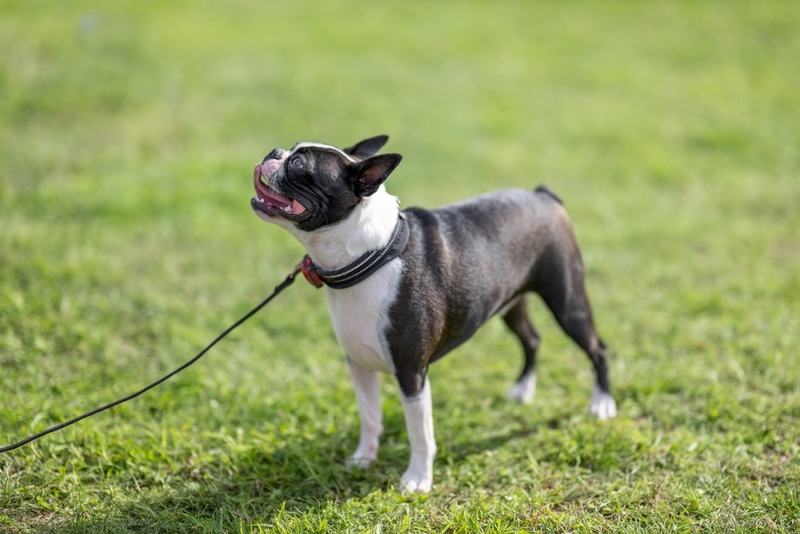 Отличается ли характер бостон-терьера от французского бульдога?