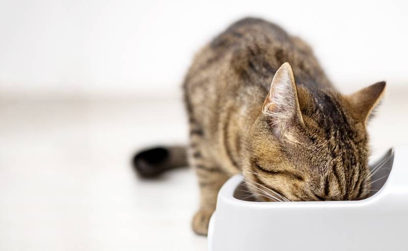 Почему ломаются усы у кошки: причины и решения