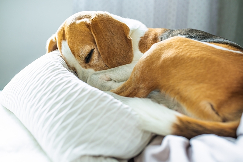 Важно знать, сколько этапов длится беременность у бигля