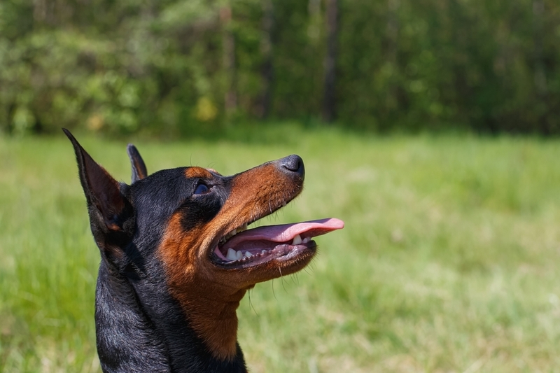 Цвергпинчер прекращает набирать вес в 10 месяцев