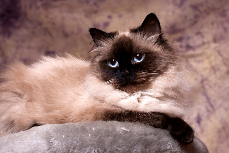 Владельцу важно контролировать вес невской маскарадной кошки