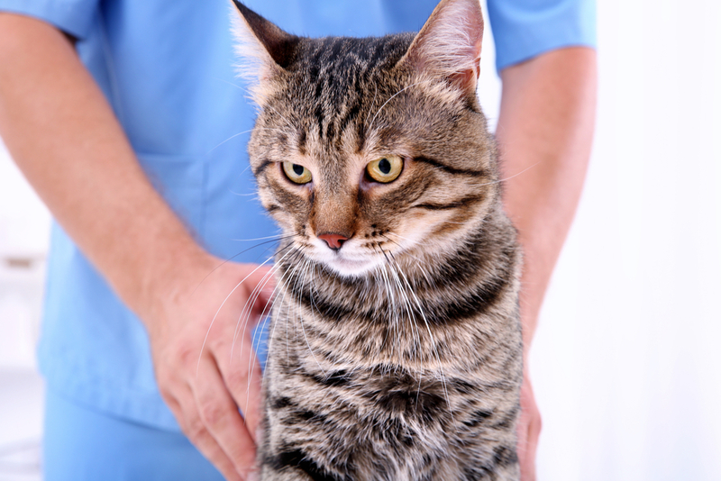 Как достать клеща у кошки и убрать паразита?