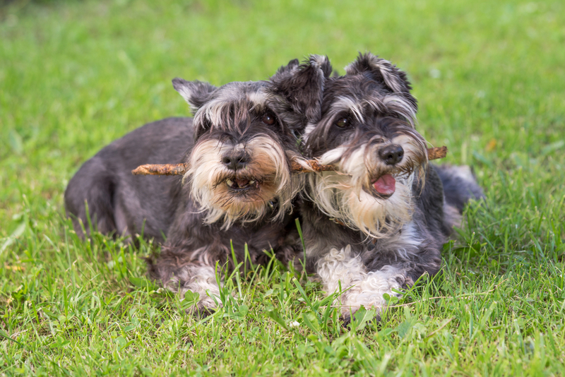 Определить, сколько прожил миттельшнауцер, можно по шерсти