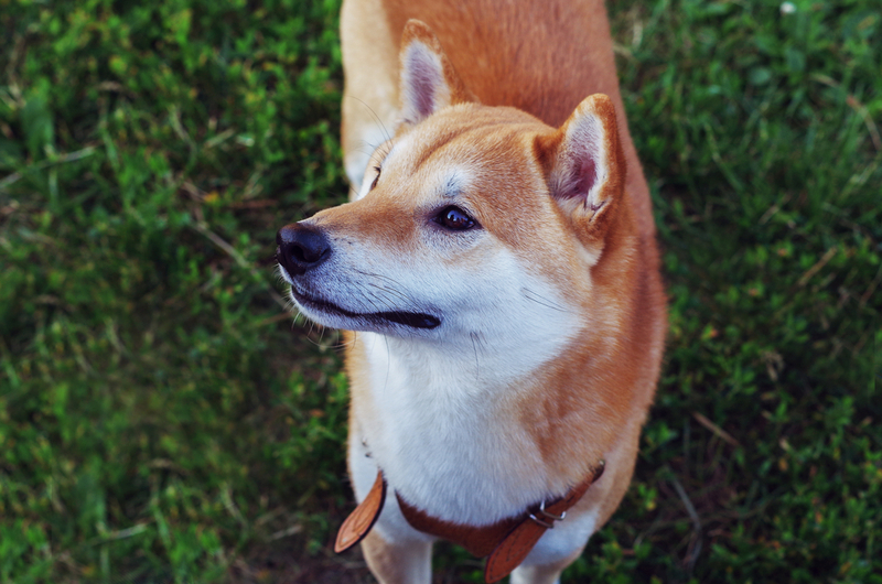 Надо знать, сколько весит сиба-ину в норме
