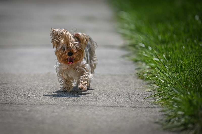 Как выбирать имя для йорка-девочки?