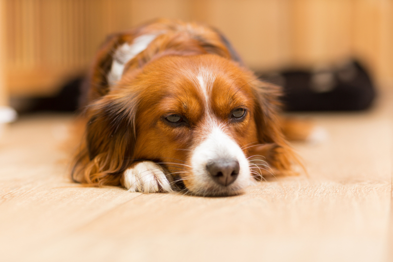 Один из симптомов лимфомы у собак – потеря веса