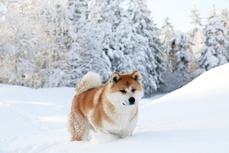 Кастрация влияет на то, сколько живет акита-ину