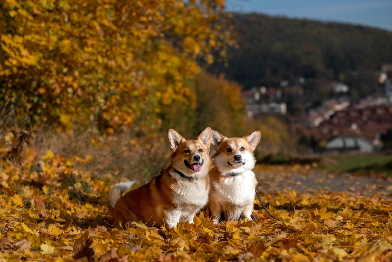 Вязку корги нужно планировать с учетом состояния и здоровья собак