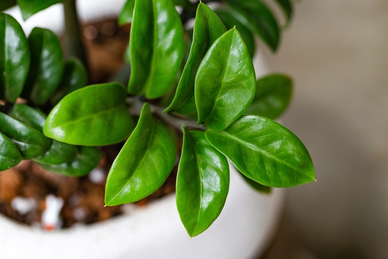 Замиокулькас – растение, ядовитое для кошек