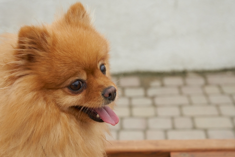 Бывает ли аллергия на шпицев?