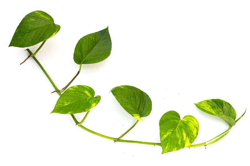 Эпипремнум – растение, опасное для кошек