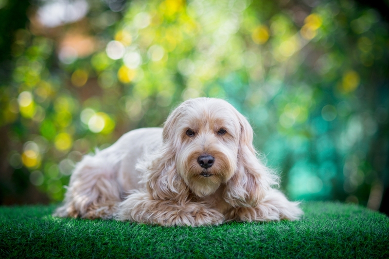 Американский пес кокапу